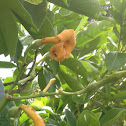 Melon Fly