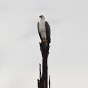 White-bellied Sea Eagle