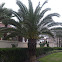 cycas