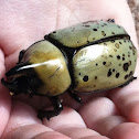 Eastern Hercules Beetle