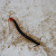 Texas giant centipede