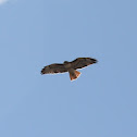 Red Tail Hawk