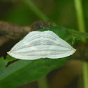 Moth