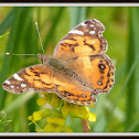 American Lady Butterfly