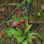 Bluebead Lily