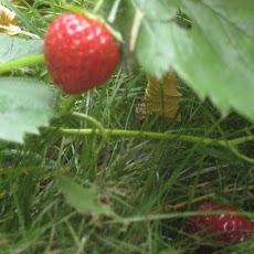 Strawberry Refreshment