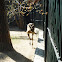 Kangaroo