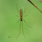 Stretch spider