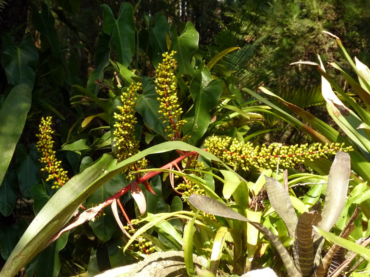Bromeliad