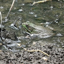 Northern Green Frog