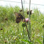 Spicebush Swallowtail