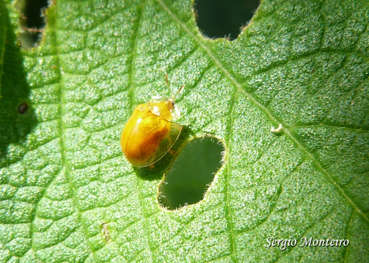 Golden tortoise beetle