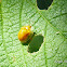 Golden tortoise beetle