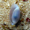 Striate Bubble