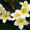 Plumeria
