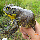 American bullfrog