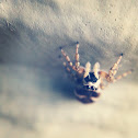 Jumping Spider