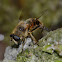 Dronefly