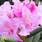 Pacific rhododendron