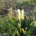 Calla lily