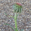 Musk Thistle
