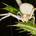 Crab Spider