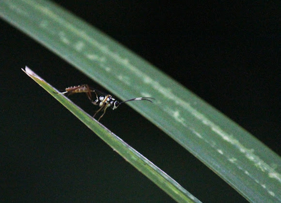 Spotting Image 1