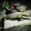 Sand Goanna, Gould's Monitor or Sand Monitor