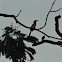 Indian Grey Hornbill