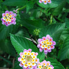 Pink Lantana