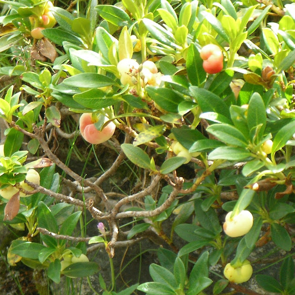 Spotting Image 1