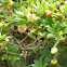 Uva ursina 