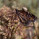 Wanderer (Monarch Butterfly)