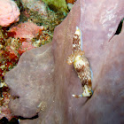 lined nembrotha