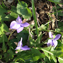 Violet