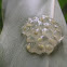 Glass frog's eggs