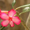 desert rose