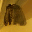 Moth