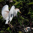 Cattle Egret