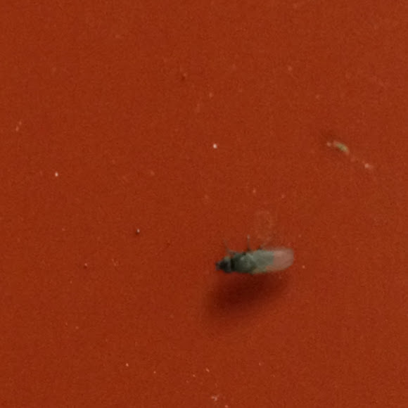 Spotting Image 1
