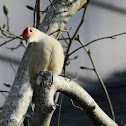 Red-bellied Woodpecker