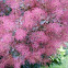 Eurasian smoketree