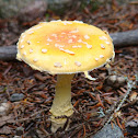 Fly Agaric