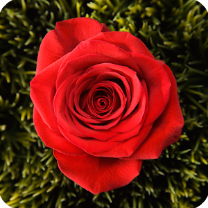 Verdi Opera La Traviata 2/4.apk 1.0.1