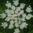 Queen Anne's Lace