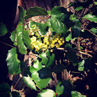 Oregon Grape