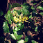 Oregon Grape