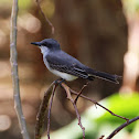Gray Kingbird