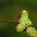 Praying Mantis