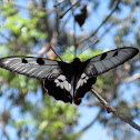 Greasy swallowtail